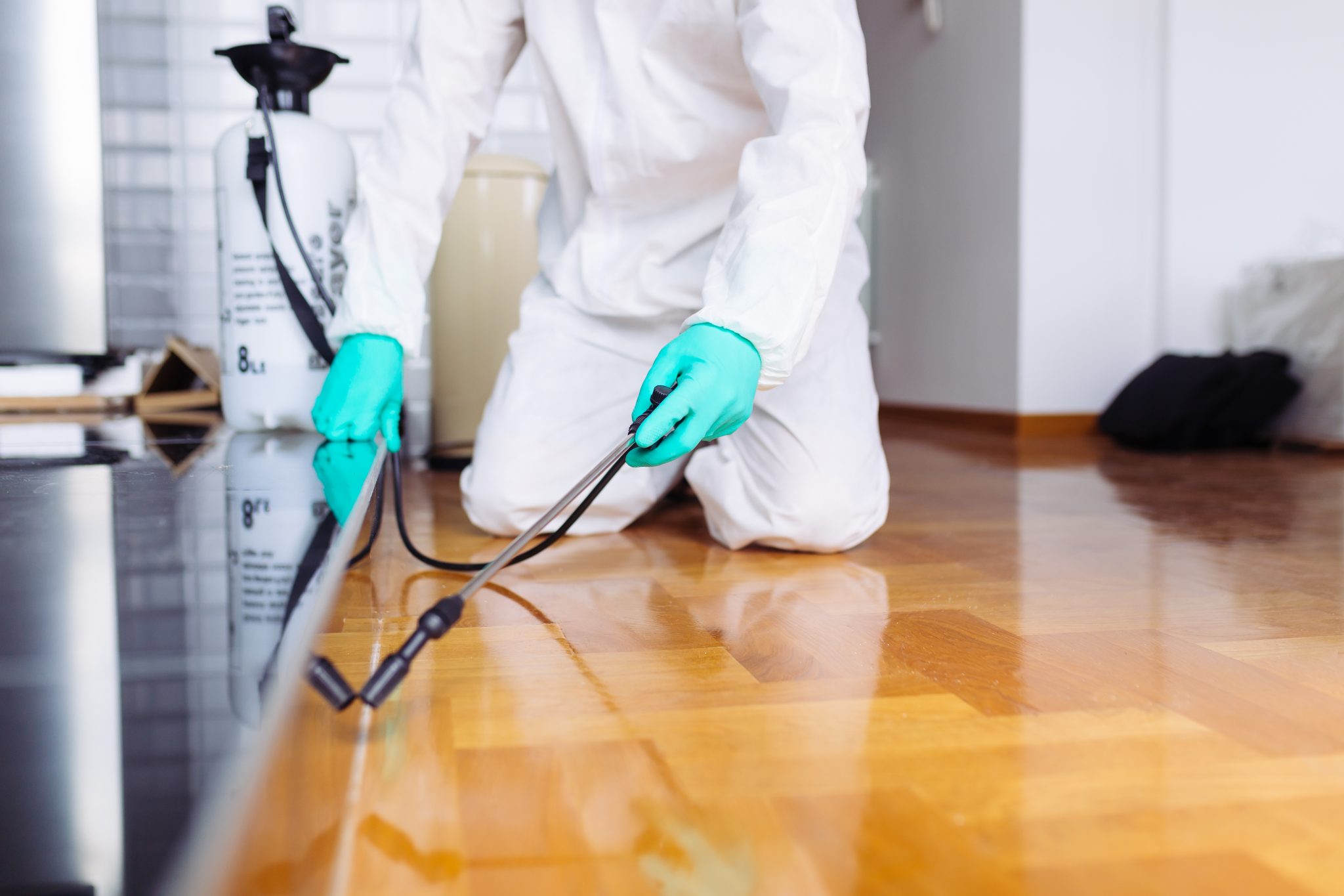 What You Need to Do After Pest Control Done in Your Home